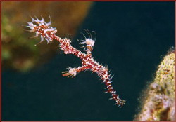 about 3-4 cm pipefish in the red sea  - Eilat  by Ran Marom 